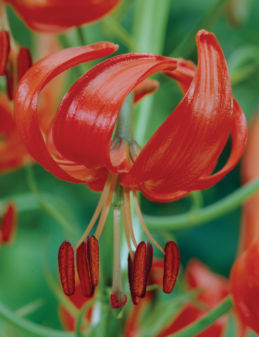 Tom Thumb Lily