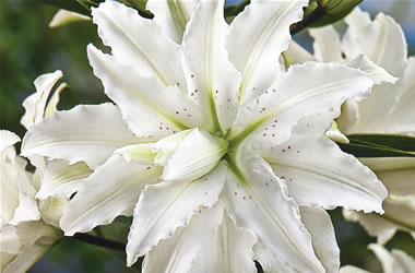 Double Oriental Lily Annika