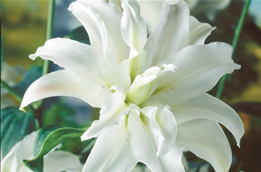 Double Oriental Lilies Serene Angel