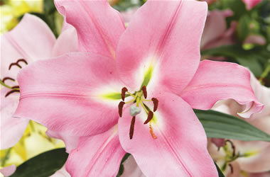 Oriental Lilies Arvandrud