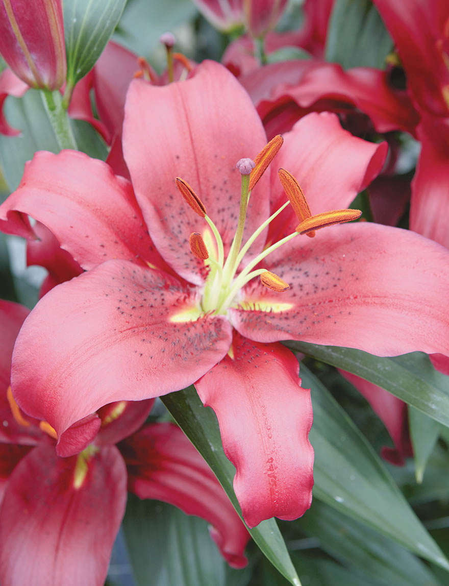 Oriental Lilies Amarossi