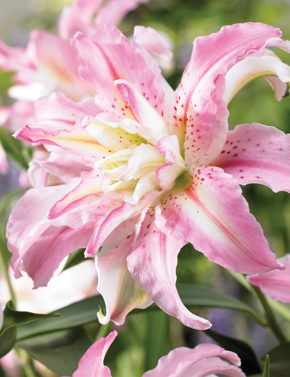 Double Oriental Lilium 'Broken Heart'