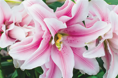 Double Oriental Lily Belonica