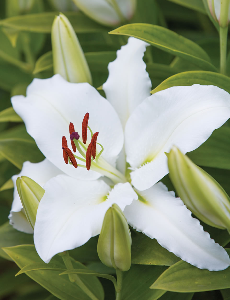 Pixie Oriental Lily Sebring