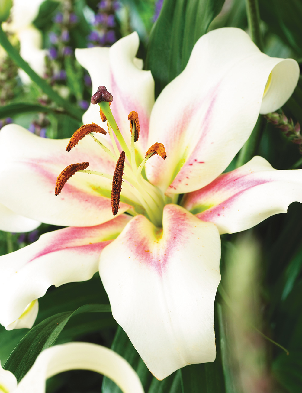 Oriental Lilies Bonbini