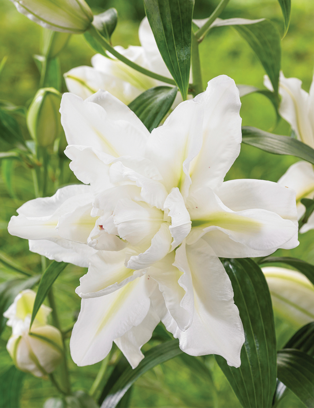 Double Oriental Lilium 'Bowl of Beauty'