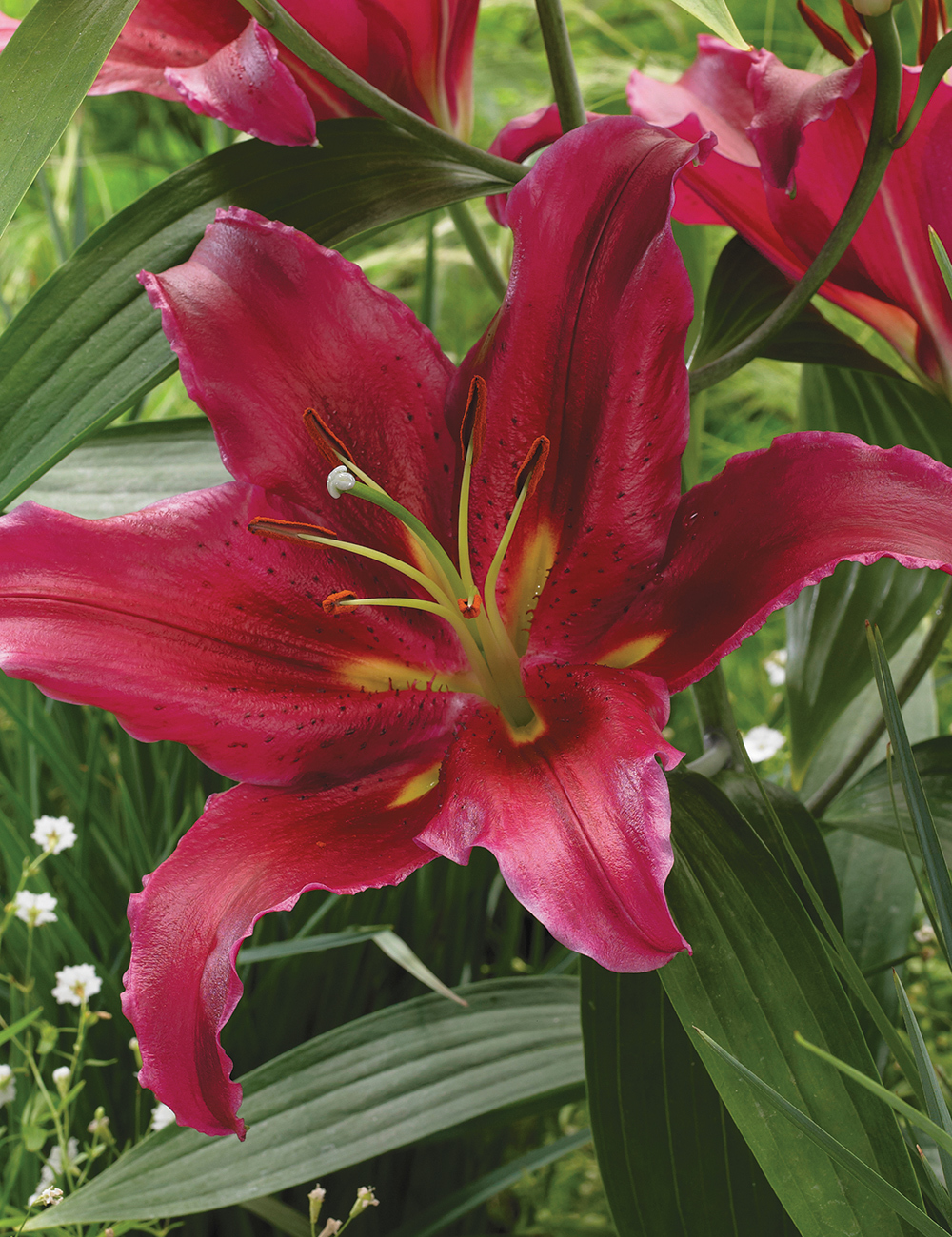 Oriental Lilium 'Bacardi'