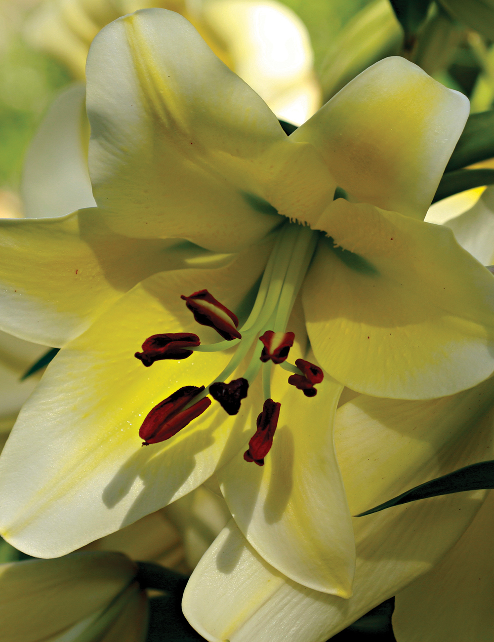 Oriental Lilium 'Conca d'Or'