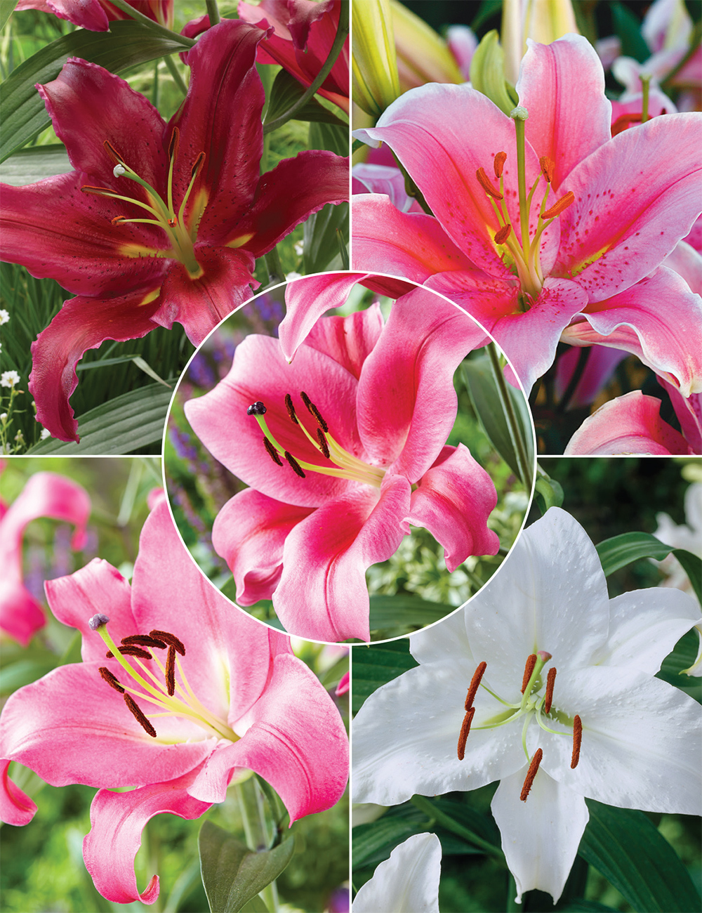 Oriental Lilies 'Collection No 1' (reduced)