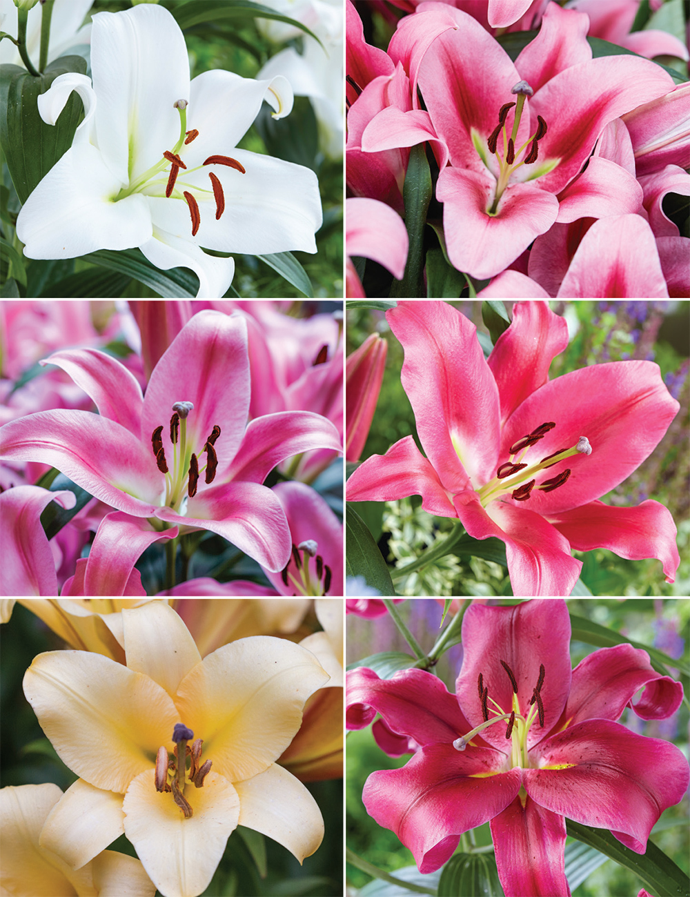 Oriental Lilies 'Collection No 2'