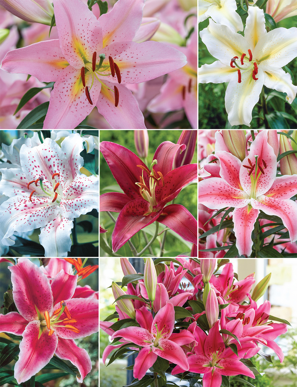 Pixie Oriental Lilies Collection