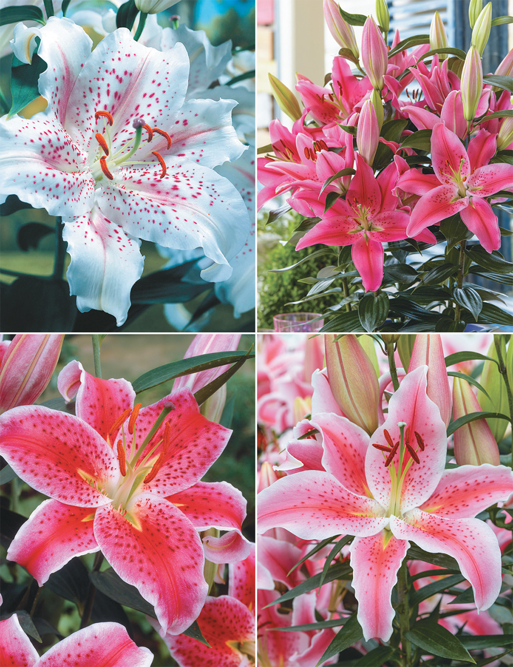 Pixie Oriental Lilies Collection