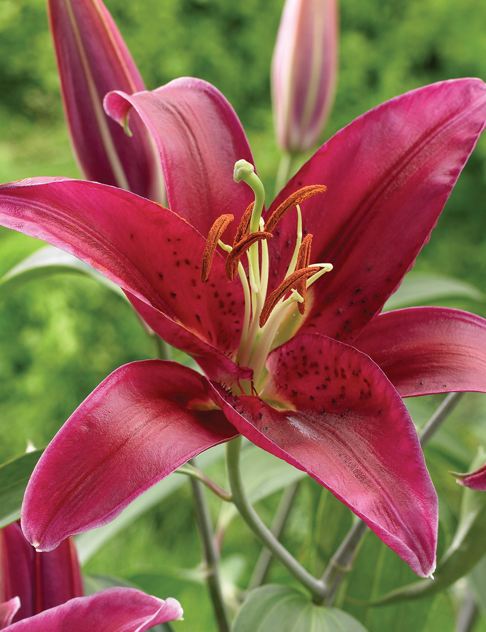 Pixie Oriental Lilium 'Dark Romance'