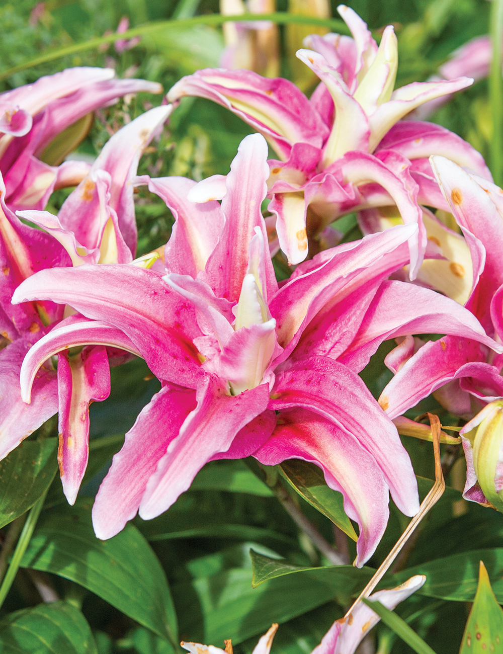 Double Oriental Lilies Distant Drum