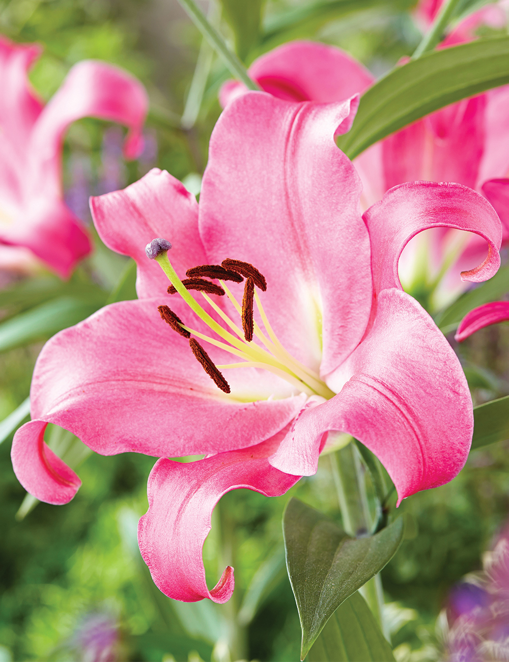 Oriental Lilium 'Donato'