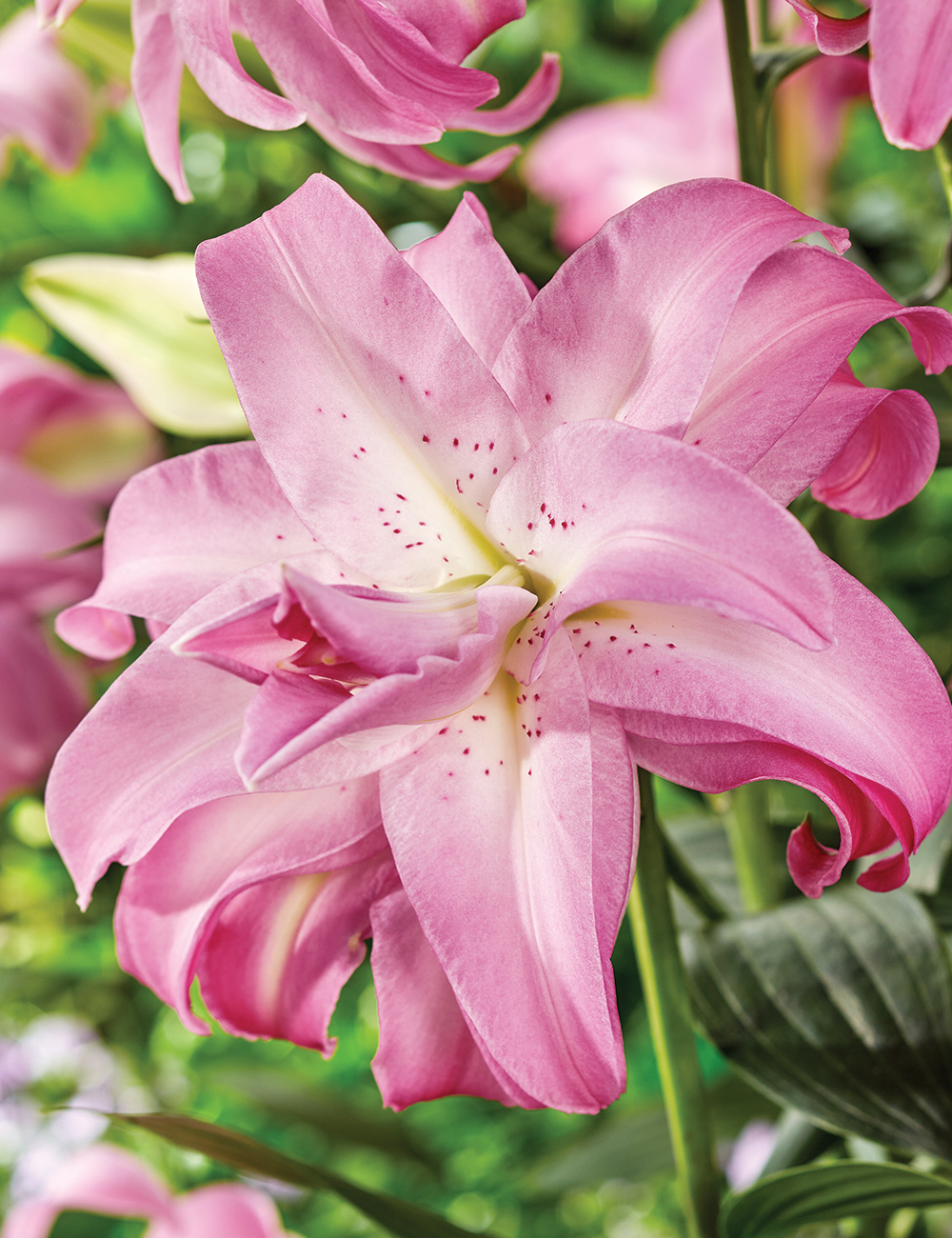 Double Oriental Lilium 'Lotus Dream'