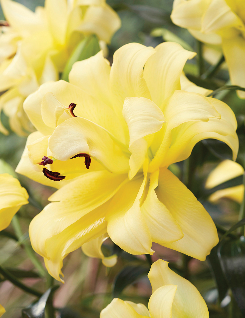 Double Oriental Lilium 'Exotic Sun'