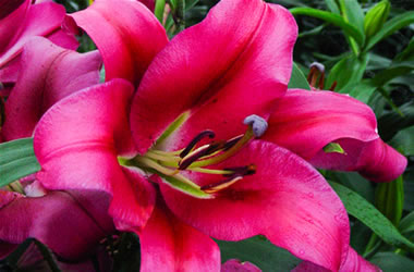 Oriental Lily Fujian