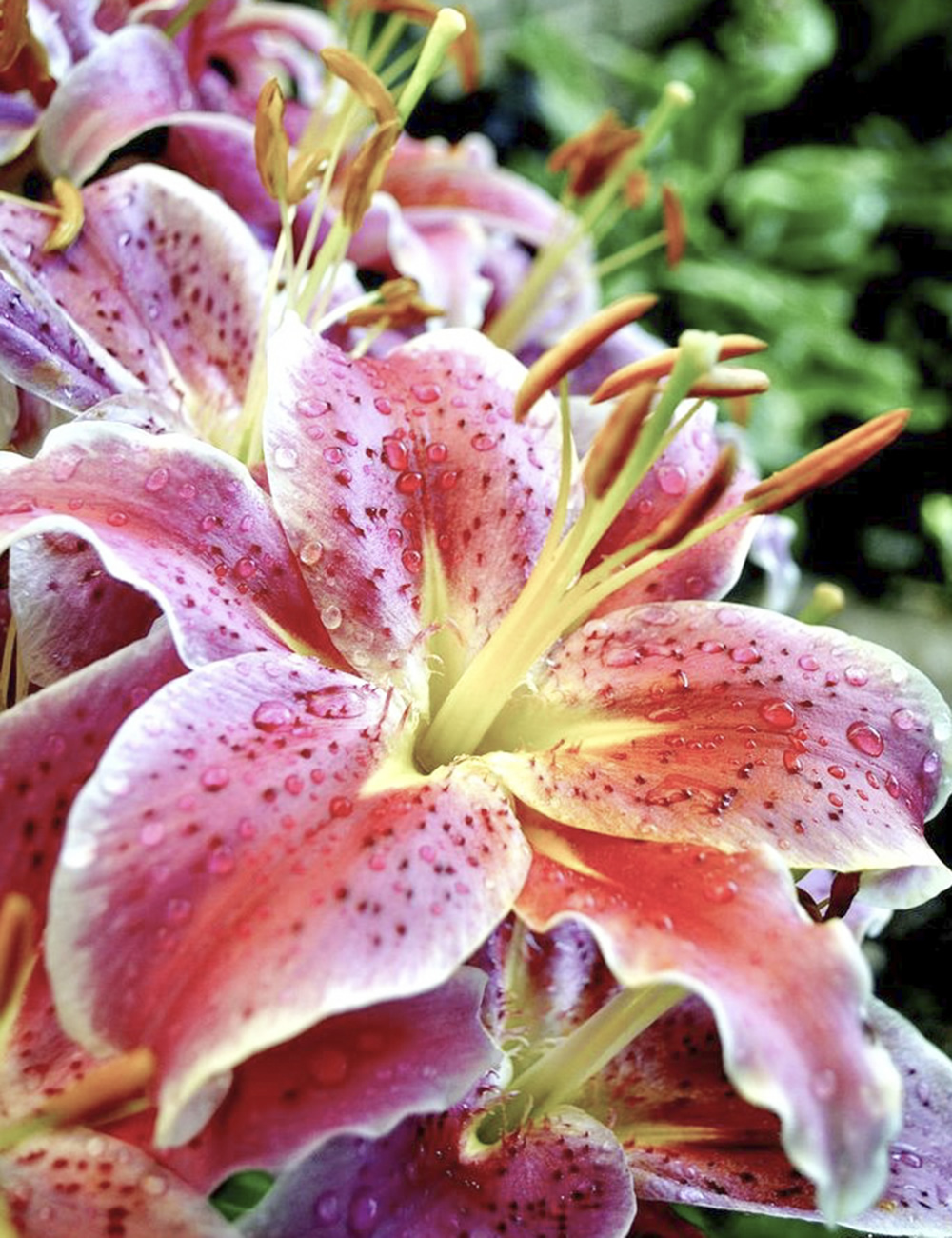 Oriental Lily Fireball