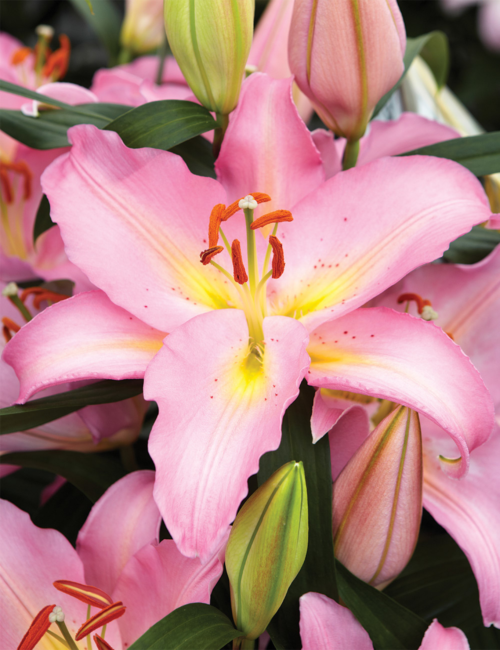 Oriental Lilium 'Fenice'