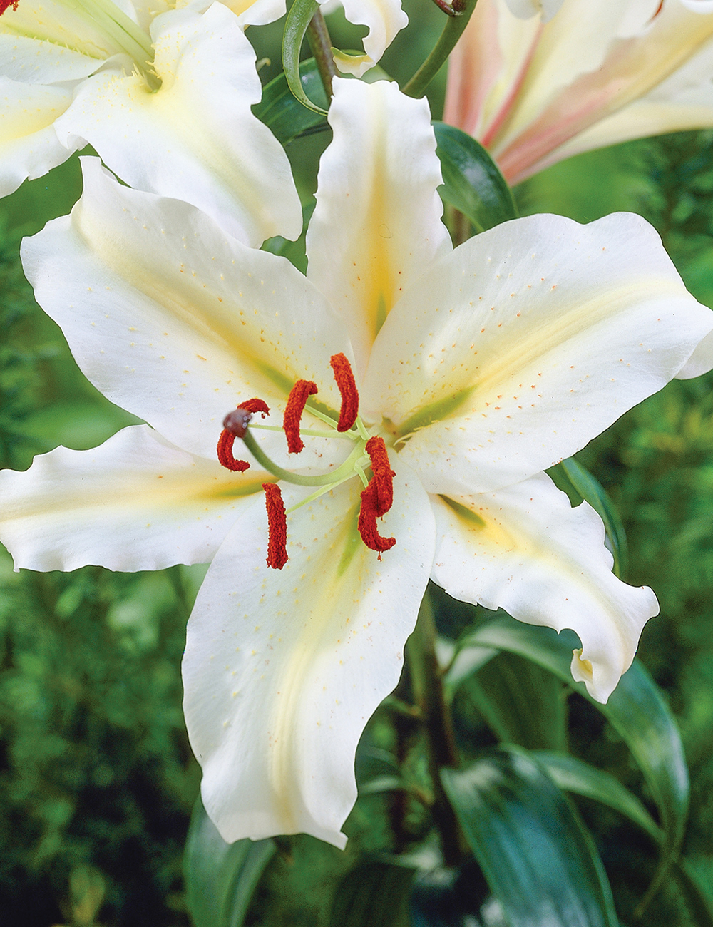 Pixie Oriental Lilium 'Golden Romance'