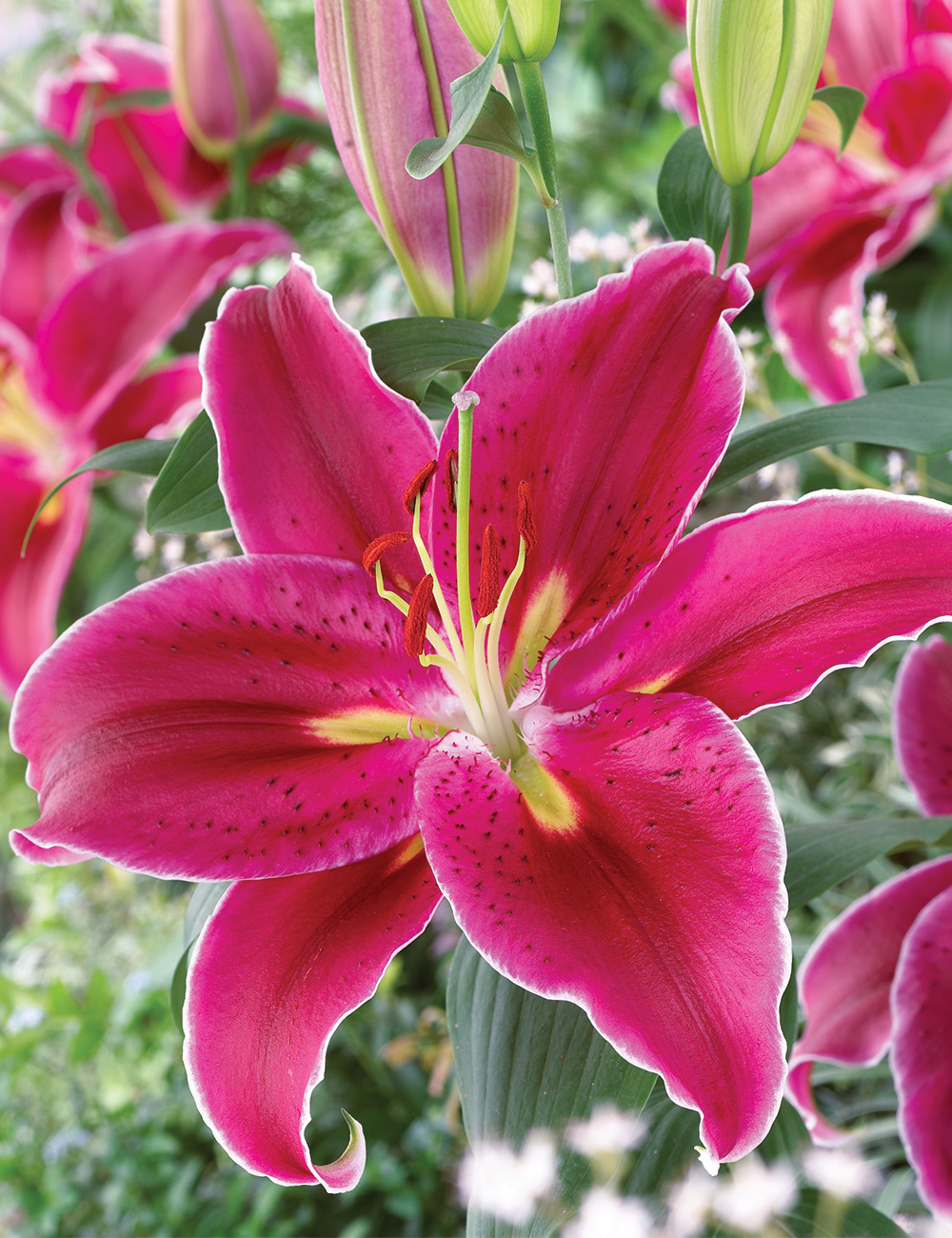 Oriental Lilium 'Kampong'