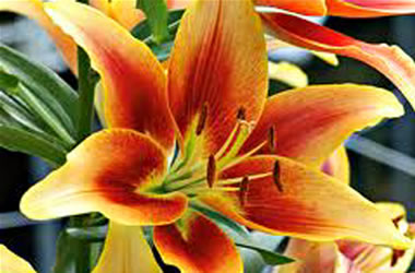 Oriental Lilium Kaveri