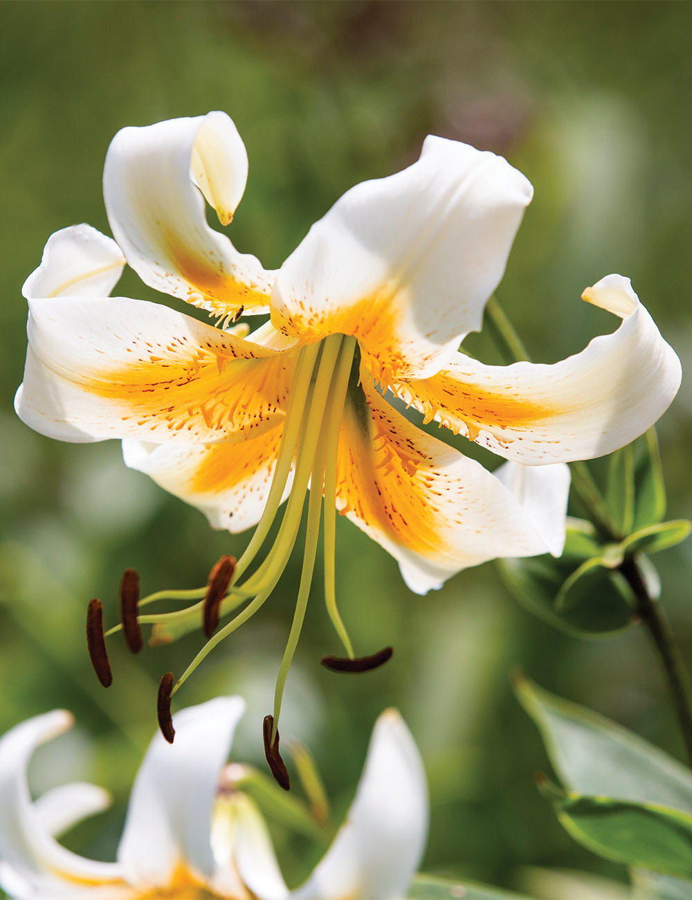 Henry's Lily 'Lady Alice'