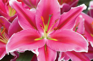 Oriental Lilies Lake Carey