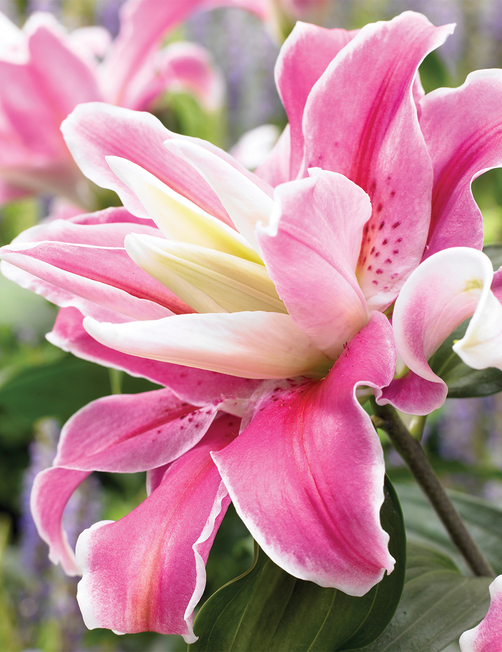 Double Oriental Lilium 'Lilac Cloud'