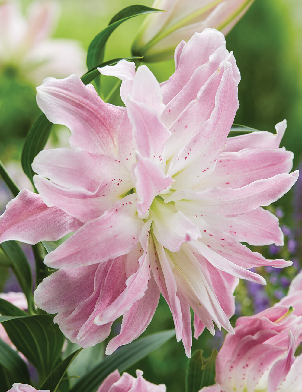 Double Oriental Lilium 'Lotus Elegance'