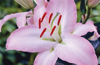 Oriental Lilies Lake Michigan