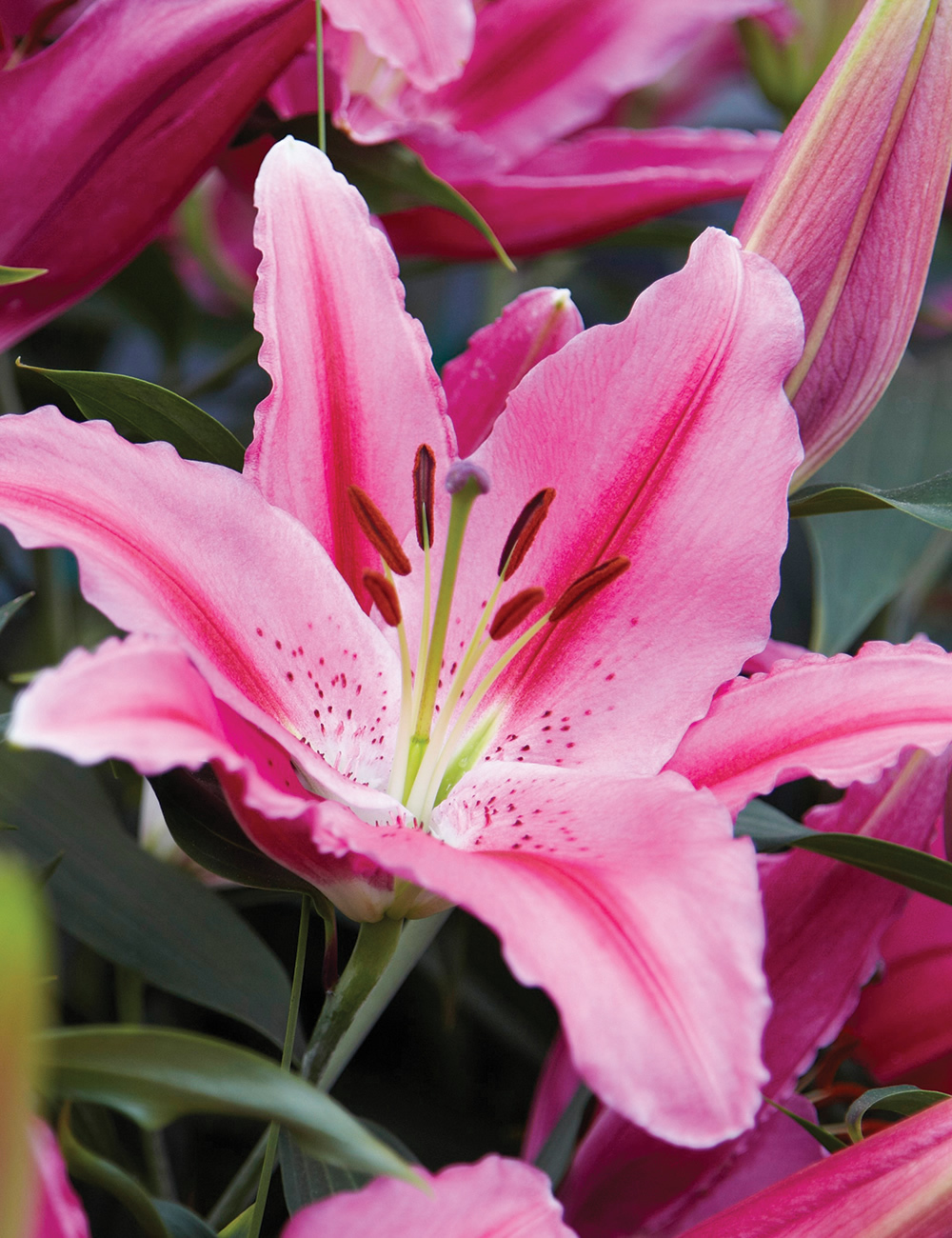 Piccadilly Lilies Loving Romance