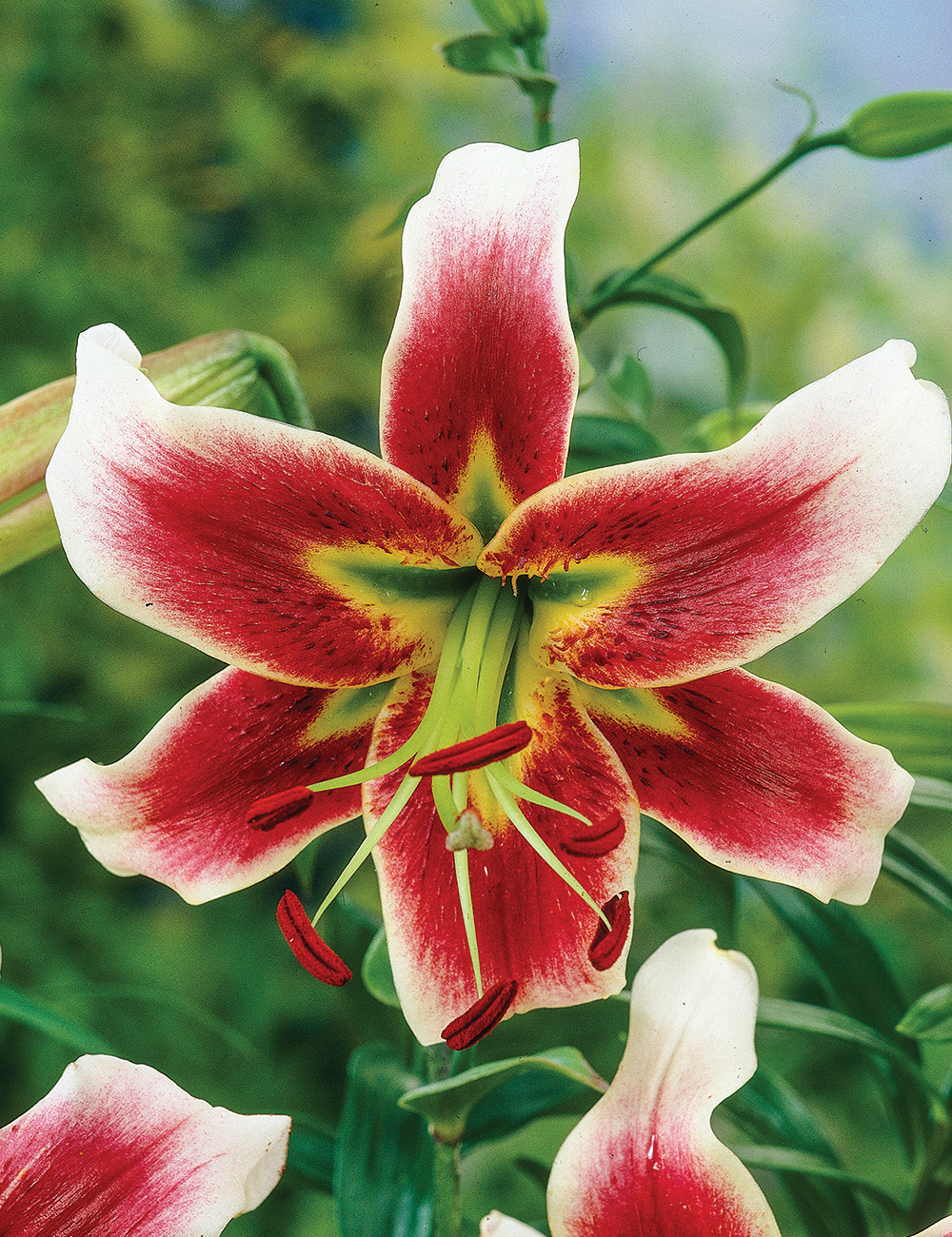 Matisse Oriental Lilium 'Leslie Woodriff'