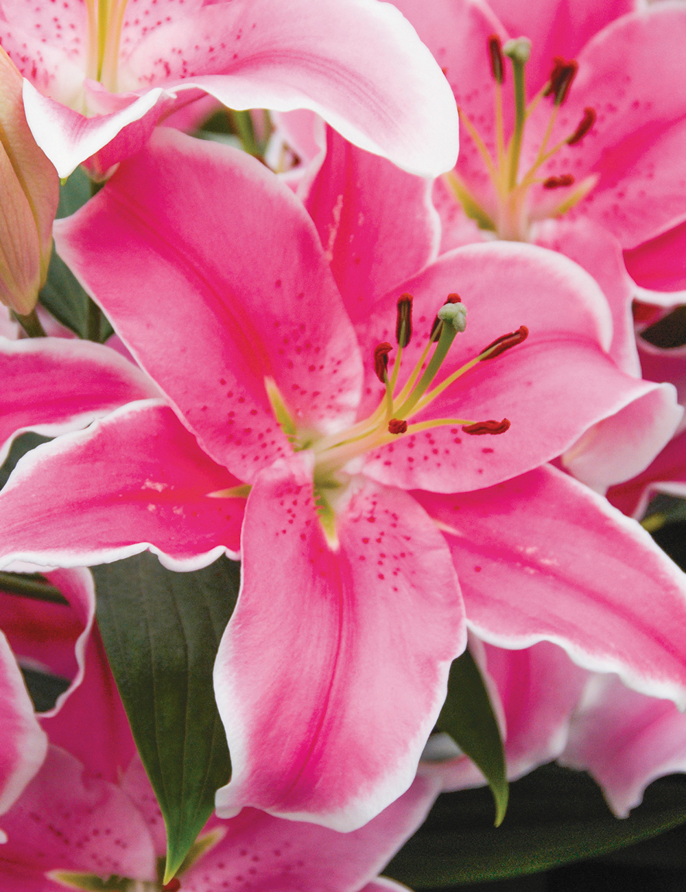 BULK BUY Oriental Lilies 'Marlon'