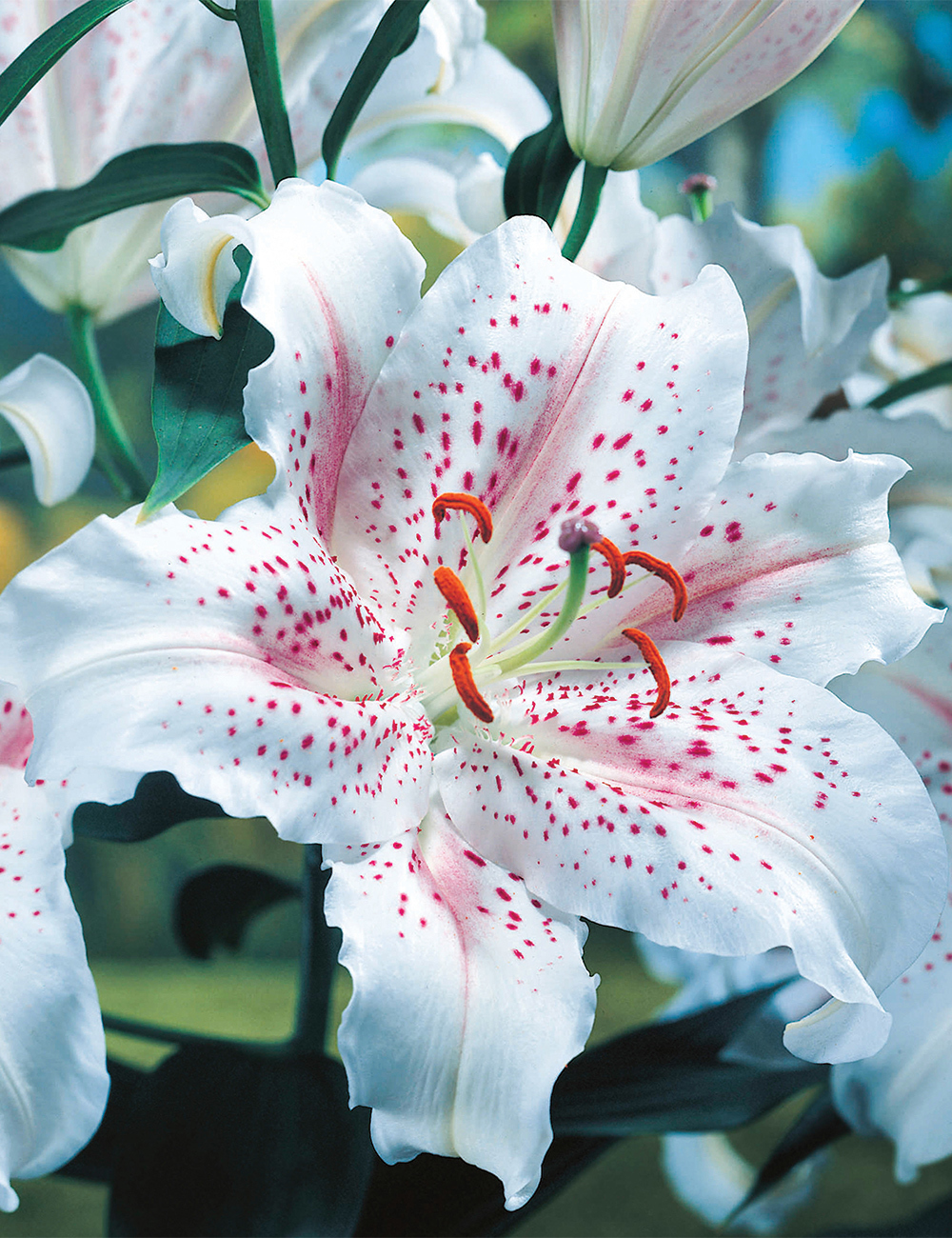 Pixie Oriental Lilium 'Muscadet'