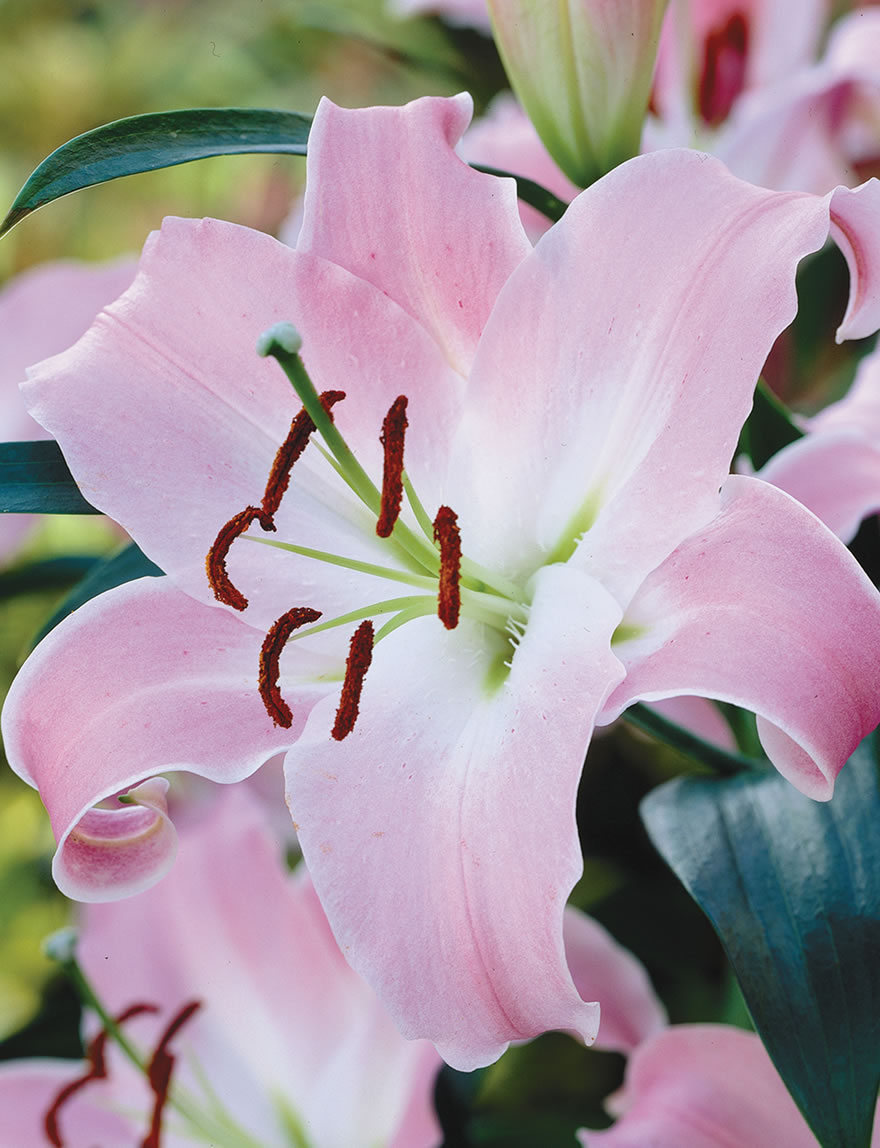 BULK BUY  Oriental Lilies Maldano