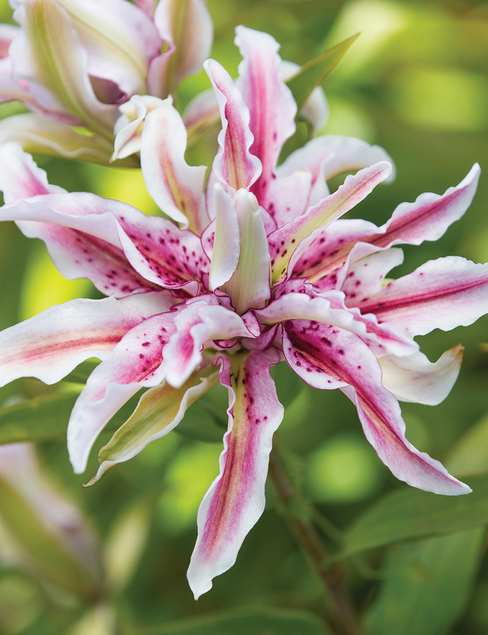 Double Oriental Lilium 'Magic Star'