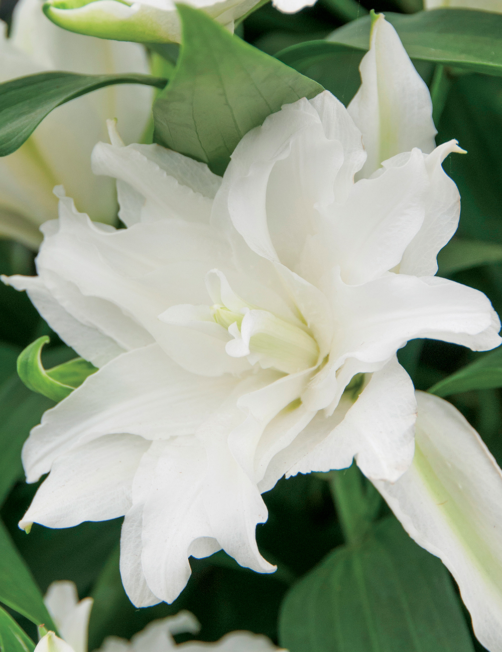 Double Oriental Lilium 'My Wedding'