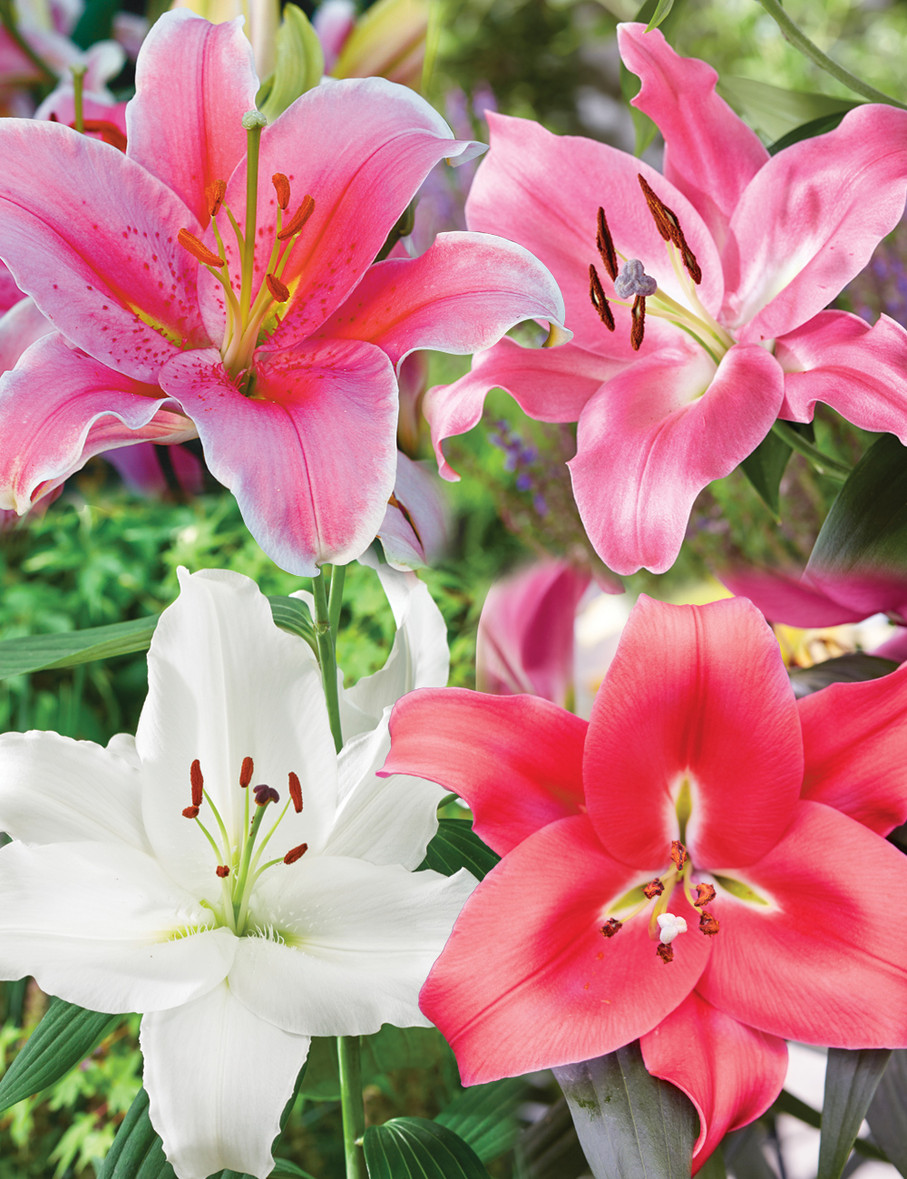 Oriental Lilies Mixed