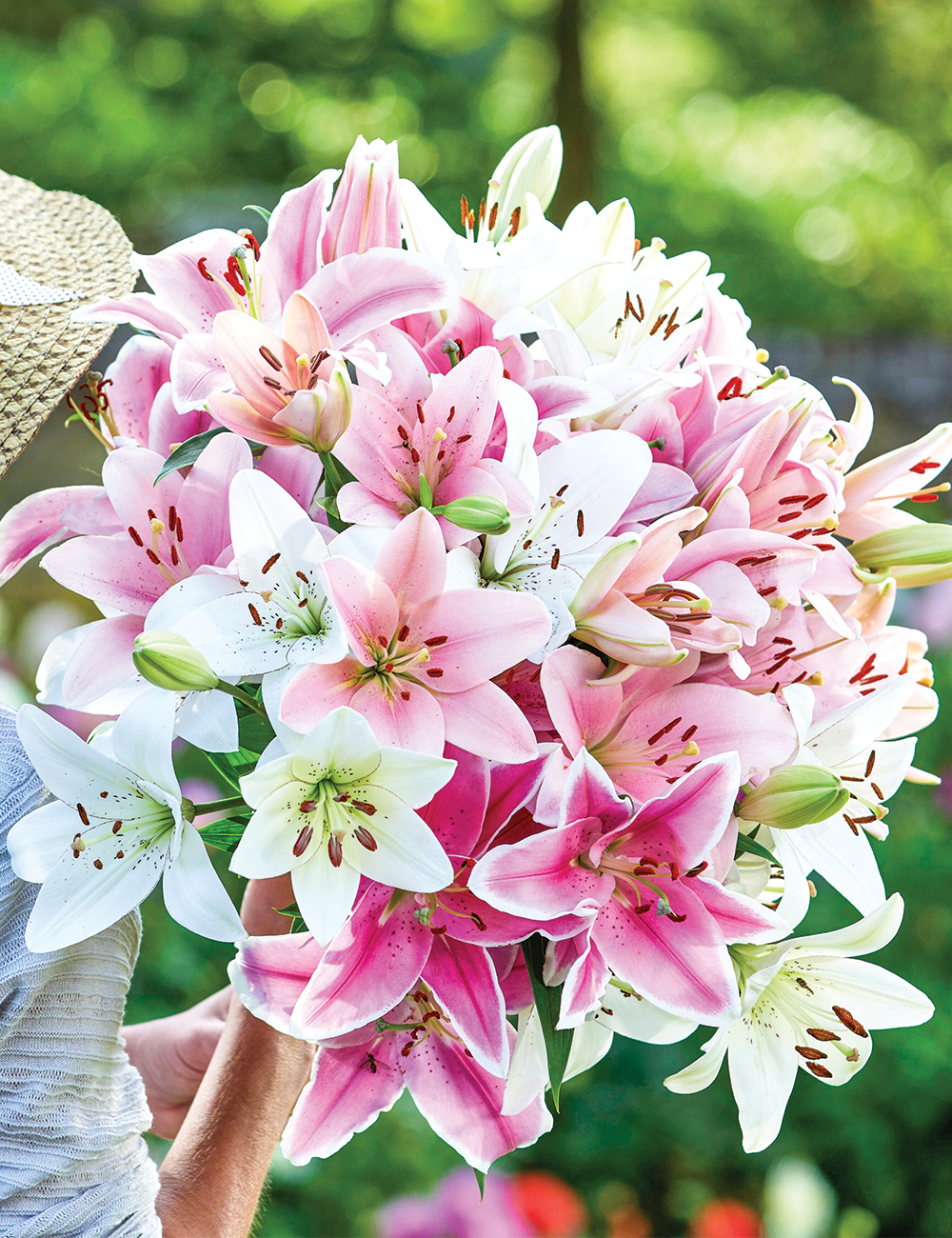 BULK BUY Oriental Lilies Mixed