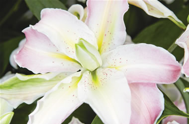 Double Oriental Lilies Miss Lucy