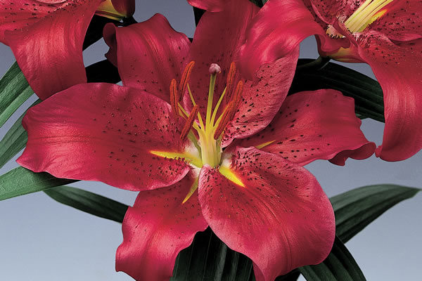 (28B) Oriental Lilies 'Montezuma'