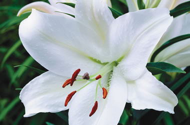 Oriental Lilies Nova Zembla