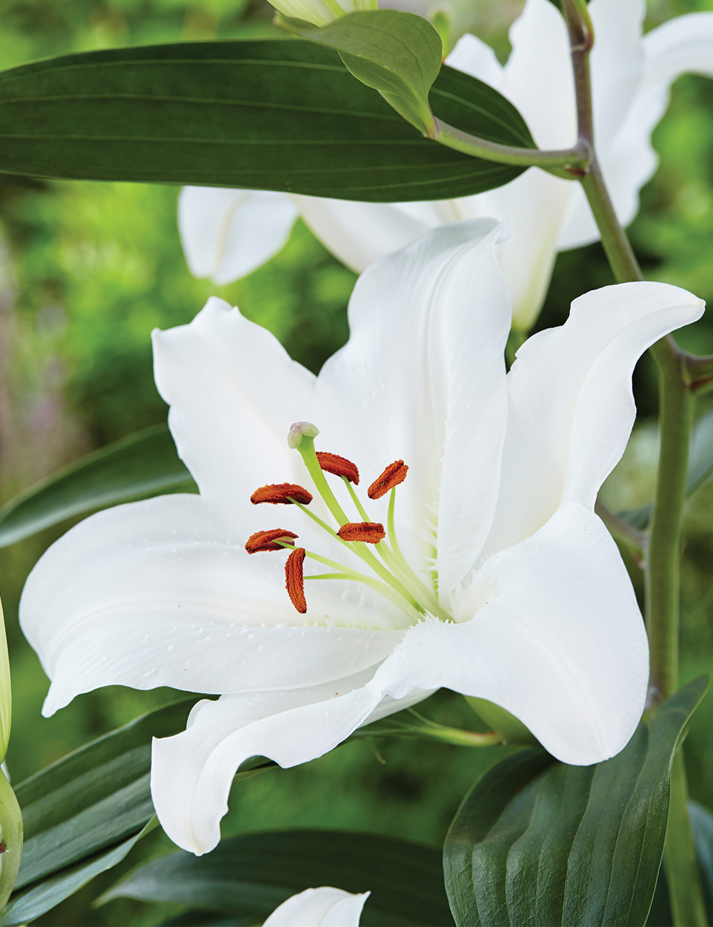 Oriental Lilies Premium Blonde