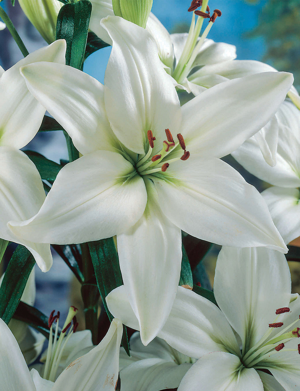 Oriental Lilium 'Pulsar'