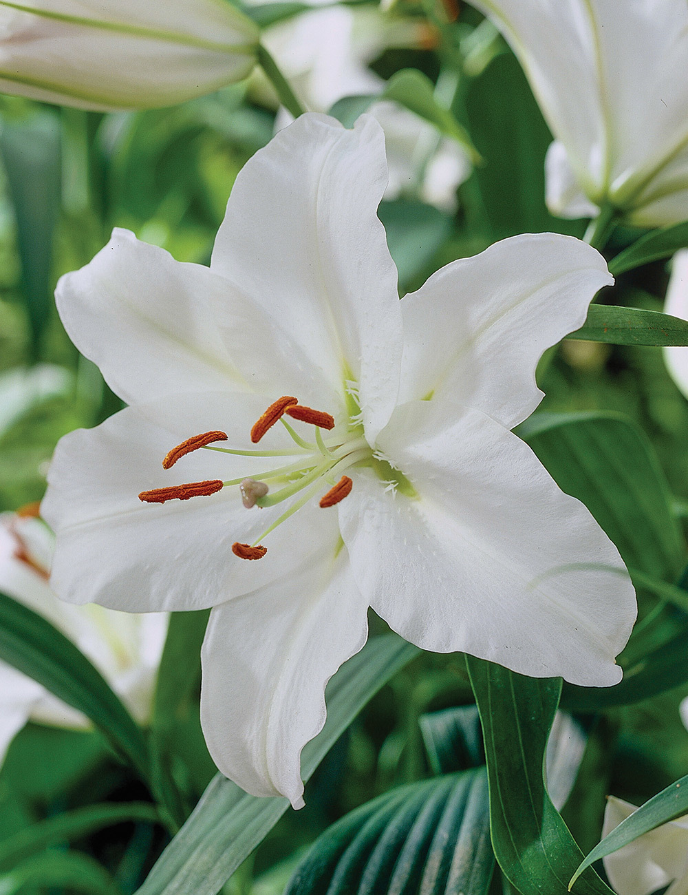 Oriental Lilium 'Pacific Ocean'
