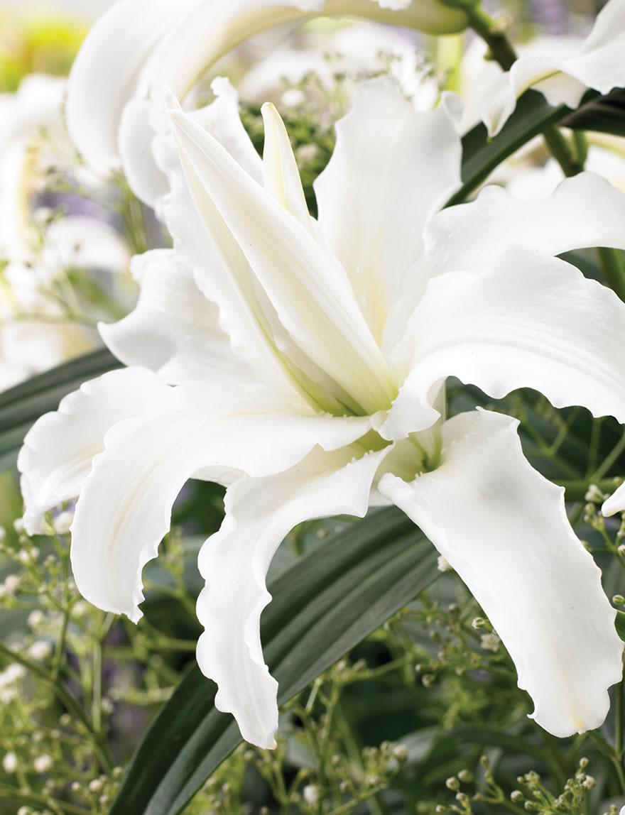 Oriental Lilies Polarstar