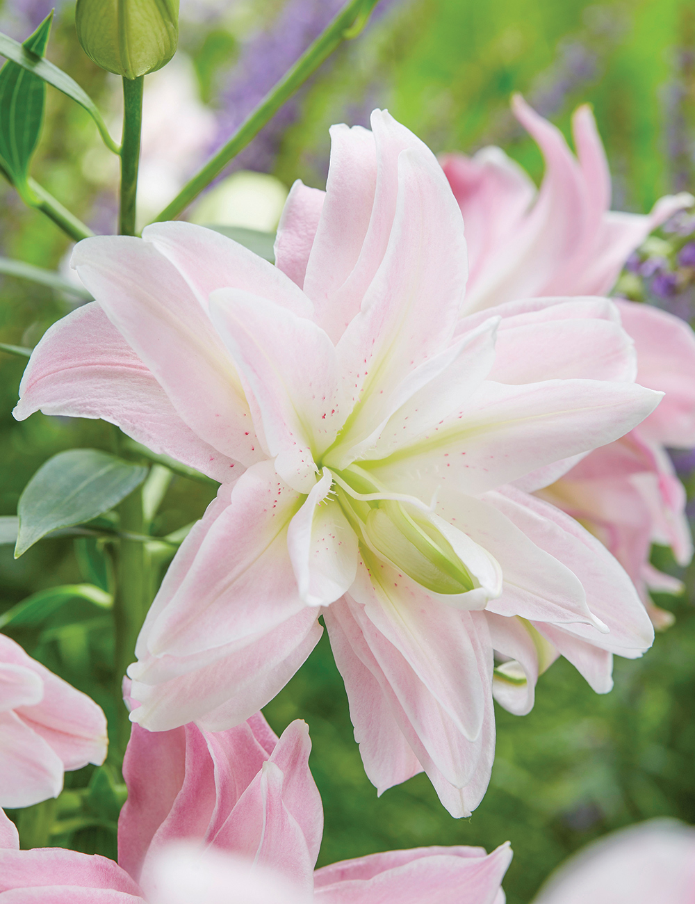 Double Oriental Lilium Lotus Queen