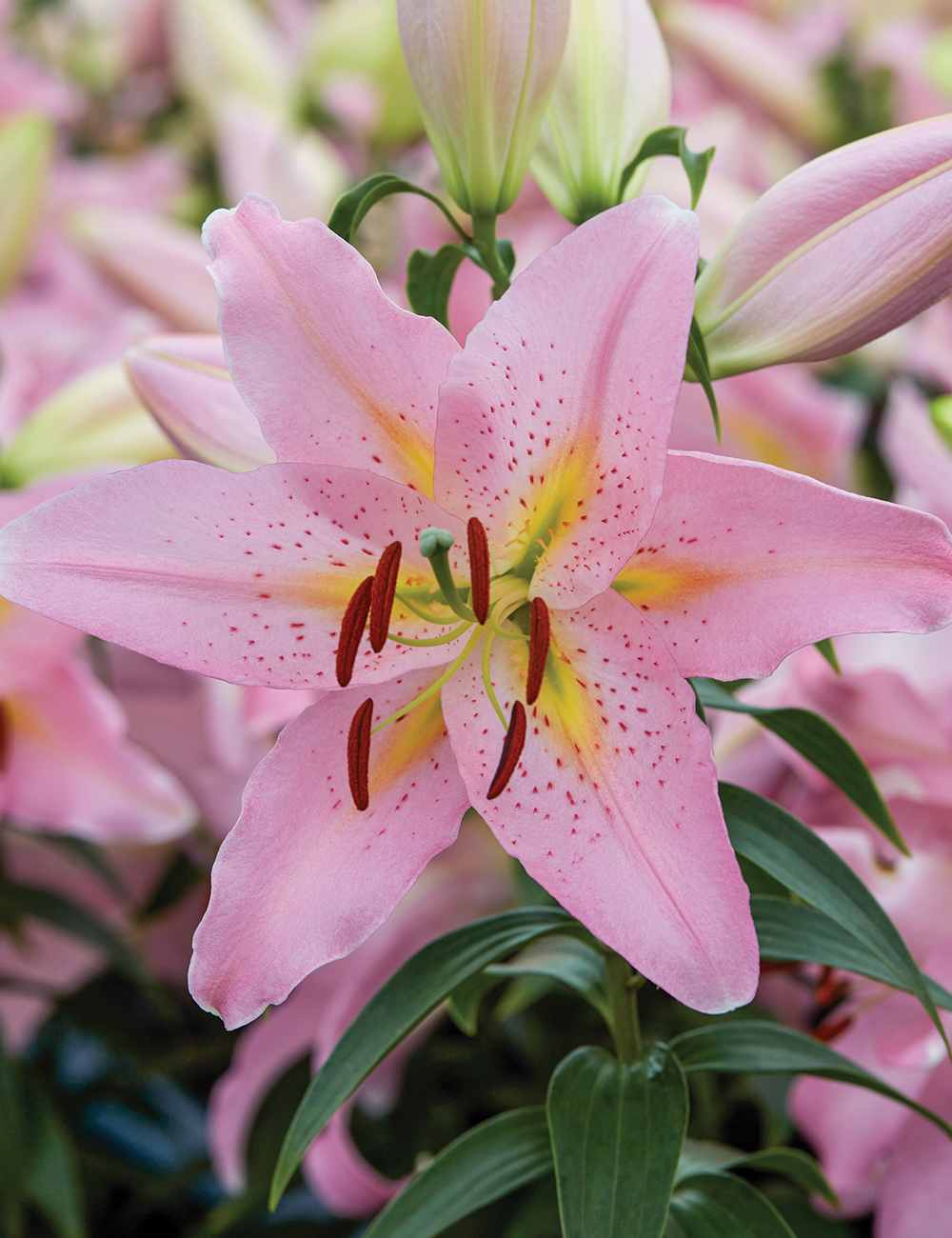 Pixie Oriental Lilium 'Smart Romance'